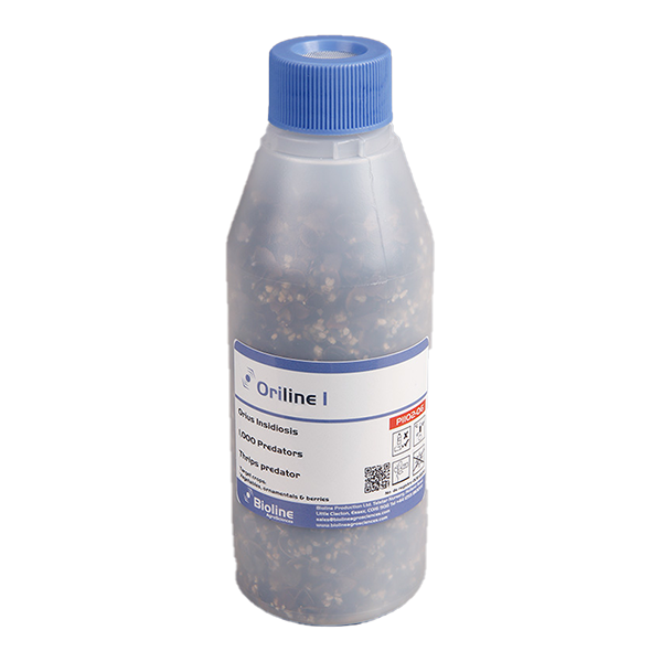 Oriline I - 1000 nymphs/adults per bottle - Biological Control